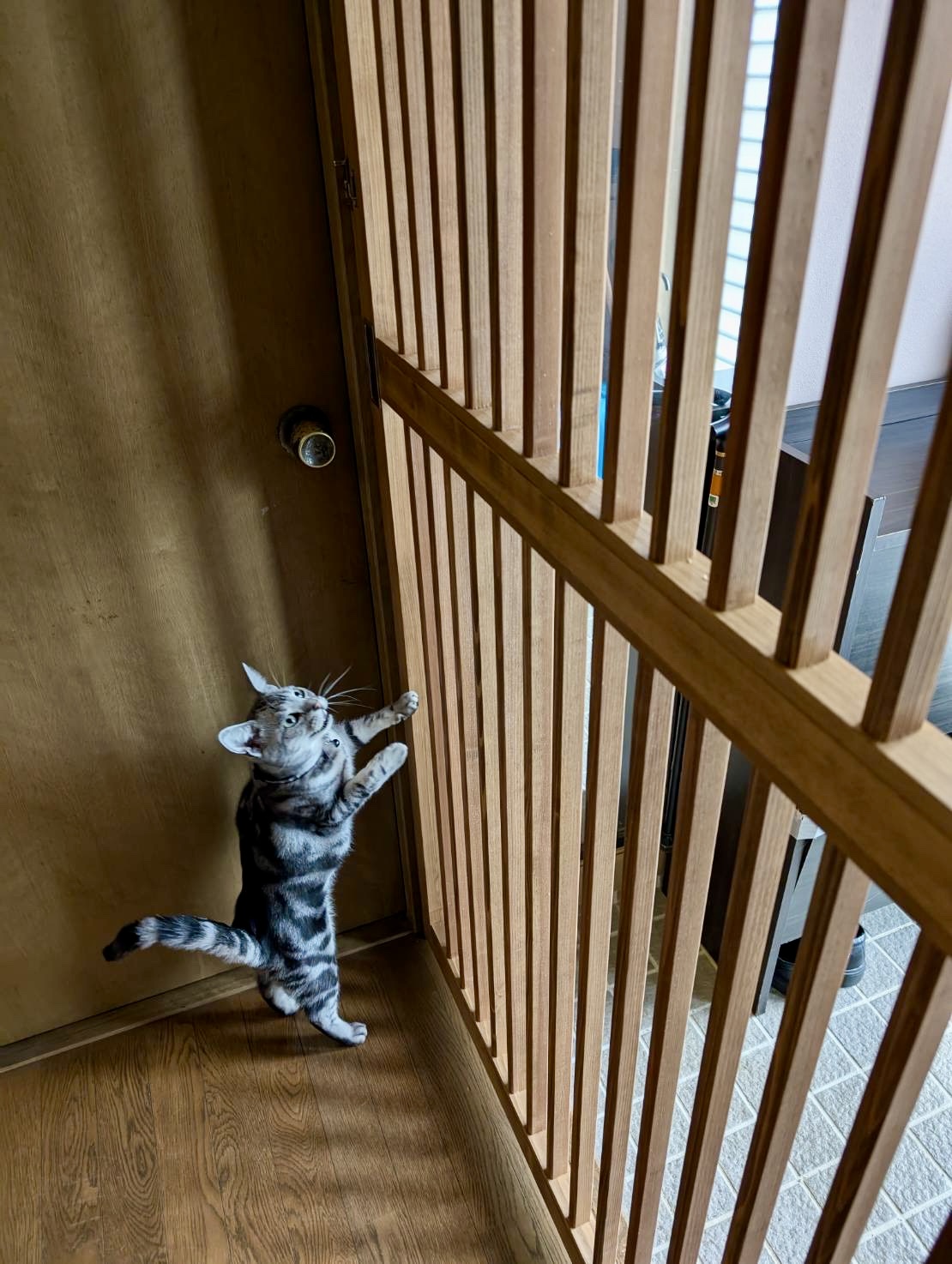 ネコの脱走防止 アイキャッチ画像