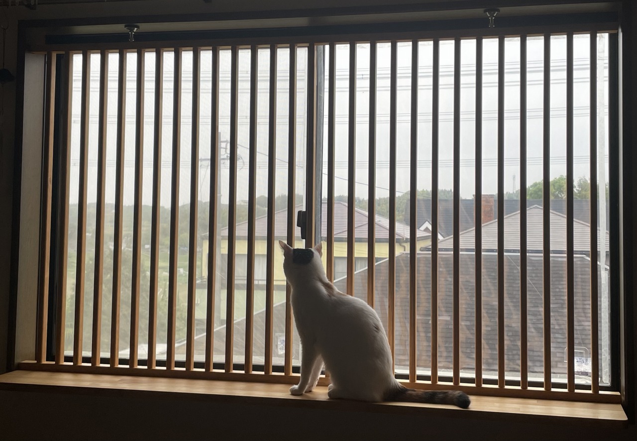 猫の脱走防止いろいろ アイキャッチ画像